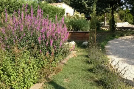 Une phytoépuration fleurie au printemps.