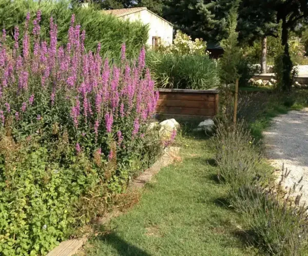 Une phytoépuration fleurie au printemps.